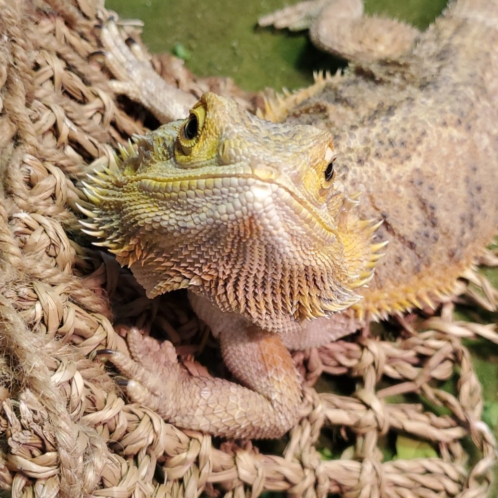 Meet your Posher, Kim